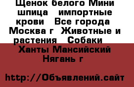 Щенок белого Мини шпица , импортные крови - Все города, Москва г. Животные и растения » Собаки   . Ханты-Мансийский,Нягань г.